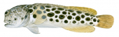 Leopard Jawfish,Opistognathus reticulatus,Swainston,Animafish