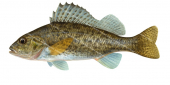 Gremille,Gymnocephalus cernuus,Swainston,Animafish