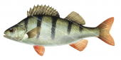 Redfin Perch,Perca fluviatilis,High quality freshwater fish image 