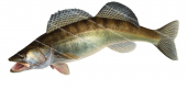 Sandre-2,Stizostedion lucioperca,Swainston,Animafish