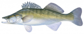 Sandre-3,Stizostedion lucioperca,Swainston,Animafish