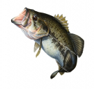 Largemouth Bass-2(Blackbass),Micropterus salmoides,Swainston,Animafish