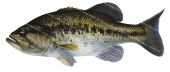 Largemouth Bass(Blackbass),Micropterus salmoides,Swainston,Animafish