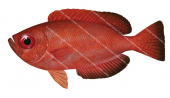 Blotched Bigeye-1,Heteropriacanthus cruentatus,Roger Swainston,Animafish copy