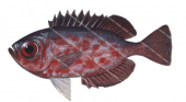 Blotched Bigeye-2,Heteropriacanthus cruentatus,Roger Swainston,Animafish copy