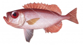 Deepsea Bigeye,Priacanthus fitchi,Roger Swainston,Animafish copy