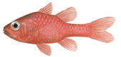 Big Red Cardinalfish,Apogon unicolor,Roger Swainston,Animafish