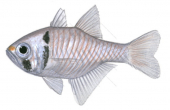 Blackspot Cardinalfish,Taeniamia melasma,Roger Swainston,Animafish