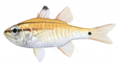 Blacktip Cardinalfish,Apogon semilineatus,Roger Swainston,Animafish