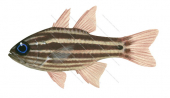 Blue-eye Cardinalfish,Apogon compressus,Roger Swainston,Animafish