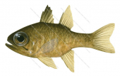 Dusky Cardinalfish,Apogon guamensis,Roger Swainston,Animafish