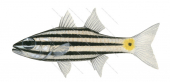 Fiveline Cardinalfish2,Cheilodipterus quinquelineatus,Roger Swainston,Animafish