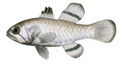 Flagfin Cardinalfish,Apogon ellioti,Roger Swainston,Animafish