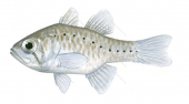 Western Gobbleguts,Apogon rueppellii,Roger Swainston,Animafish