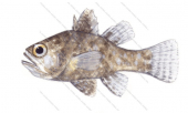 Harbour Cardinalfish,Foa brachygramma,Roger Swainston,Animafish