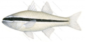 Mimic Cardinalfish,Cheilodipterus parazonatus,Roger Swainston,Animafish