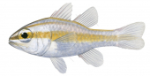 Moluccan Cardinalfish,Apogon monospilus,Roger Swainston,Animafish