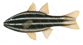 Nineline Cardinalfish,Apogon novemfasciaus
