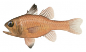 Orange Cardinalfish,Vincentia punctata,Roger Swainston,Animafish