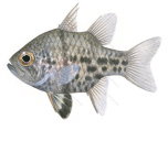 Orbicular Cardinalfish,Sphaeramia orbicularis,Roger Swainston,Animafish
