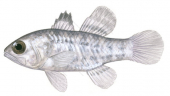 Pearlyfin Cardinalfish,Apogon peocilopterus,Roger Swainston,Animafish