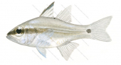 Sangi Cardinalfish,Apogon sangiensis,Roger Swainston,Animafish