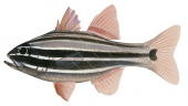 Sydney Cardinalfish,Apogon limenus,Roger Swainston,Animafish