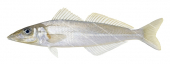 Bay Whiting,Sillago ingenuua,Roger Swainston,Animafish