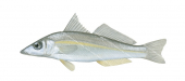 Goldenline Whiting-2,Sillago analis,Roger Swainston,Animafish