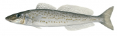 King George Whiting-1,Sillaginodes punctata,Roger Swainston,Animafish