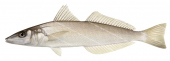 Northern Whiting-2,Sillago sihama,Roger Swainston,Animafish