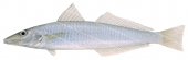 Northern Whiting-4,Sillago sihama,Roger Swainston,Animafish