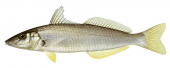 Sand Whiting-3,Sillago ciliata,Roger Swainston,Animafish