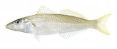 Stout Whiting,Sillago robusta,Roger Swainston,Animafish