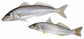 Whitings,Sillaginidae,Roger Swainston,Animafish