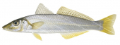 Yellowfin Whiting-3,Sillago schomburgkiiRealistic High quality scientific illustration 