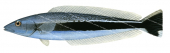 Blue Blanquillo,Malacanthus latovittatus,Roger Swainston,Animafish