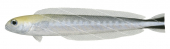 Flagtail Blanquillo-2,Malacanthus brevirostris,Roger Swainston,Animafish