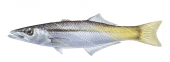 Longfin Pike-3,Dinolestes lewini,,Roger Swainston,Animafish