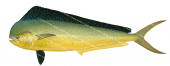 Mahi Mahi-2,Coryphaena hippurus,Roger Swainston,Animafish