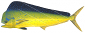 MahiMahi-3,Coryphaena hippurus,Roger Swainston,Animafish