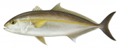 Amberjack-1,Seriola dumerili,Roger Swainston,Animafish