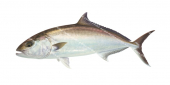 Amberjack-3,Seriola dumerili,Roger Swainston,Animafish
