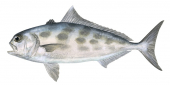 Blackbanded Amberjack-2 Juvenile,Seriola nigrofasciata,Roger Swainston,Animafish