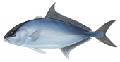 Highfin Amberjack-2,Seriola rivoliana,Roger Swainston,Animafish