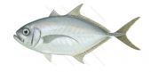 Barcheek Trevally,Carangoides plagiotaenia,Roger Swainston,Animafish