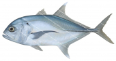 Bigeye Trevally-1,Caranx sexfasciatus,Roger Swainston,Animafish
