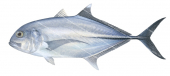Bigeye Trevally-2,Caranx sexfasciatus,Roger Swainston,Animafish