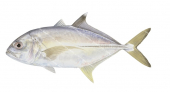 Bigeye Trevally Juvenile,Caranx sexfasciatus,Roger Swainston,Animafish