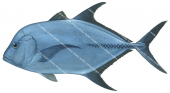 Black Trevally-1,Caranx lugubris,Roger Swainston,Animafish